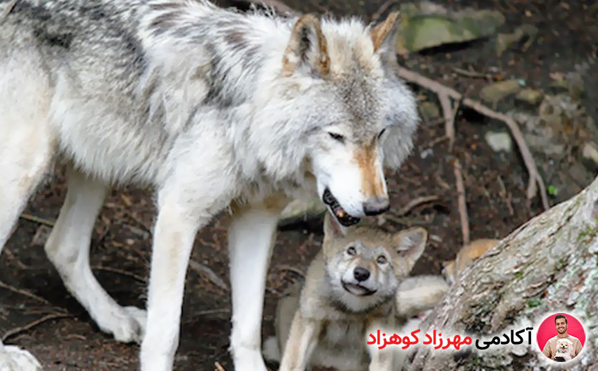سگ‌های امروزی گرگ نیستند