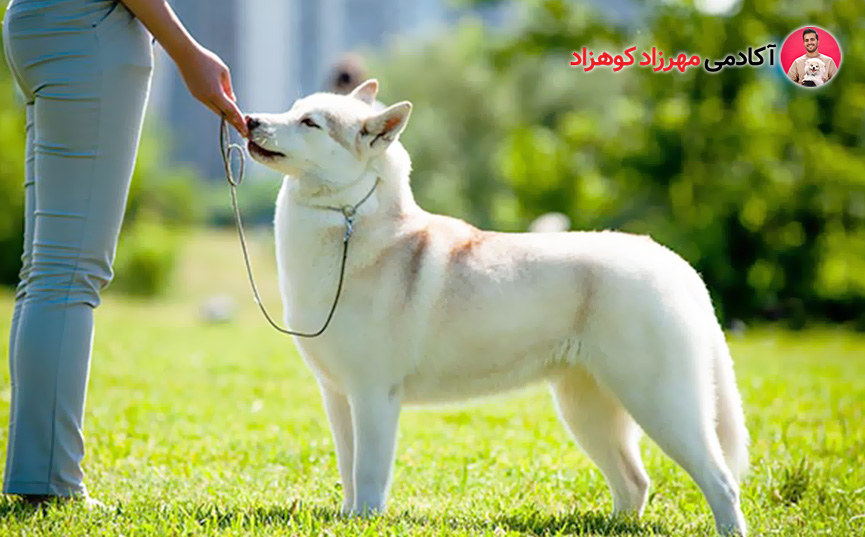 هاسکی سیبری که توسط زنی در پارک آموزش می بیند.