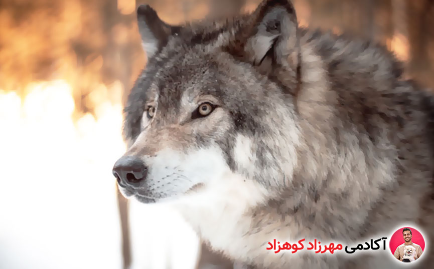 رد کردن افسانه «سگ آلفا»