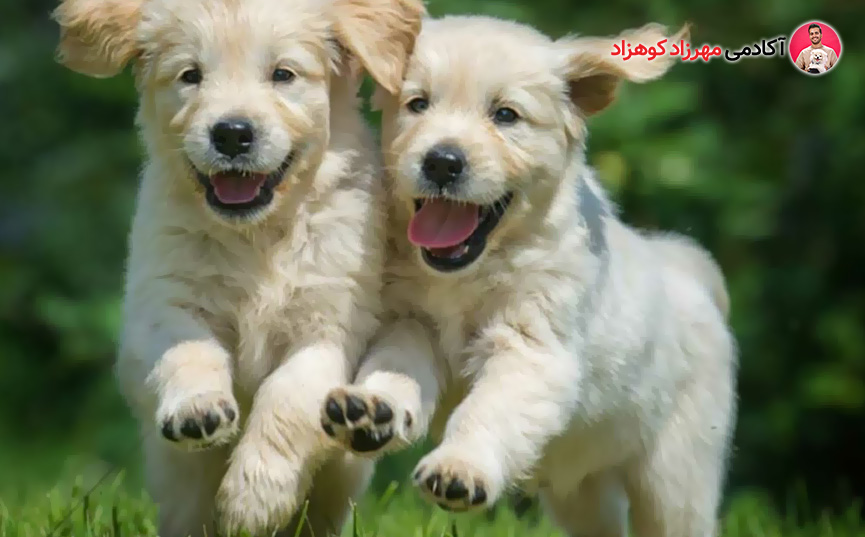 توله سگ ها در حال دویدن