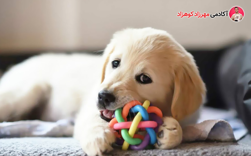 جویدن اسباب بازی توله سگ