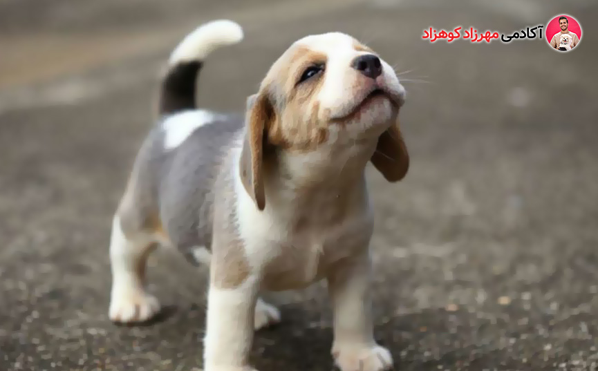 آموزش توله سگ: زمان شروع، انتخاب مربی و نوع برنامه آموزشی