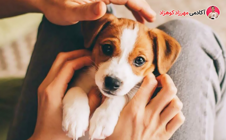آوردن توله سگ به خانه