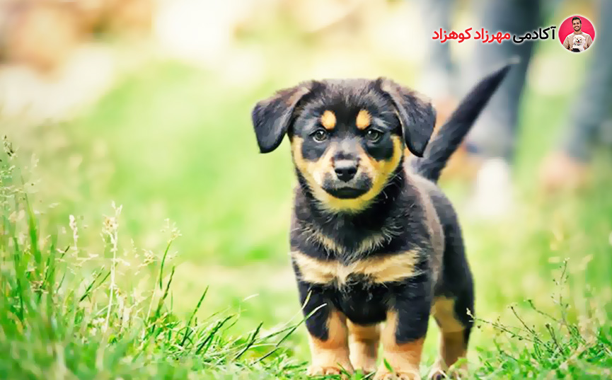 رفتارهای عادی و غیر طبیعی توله سگ