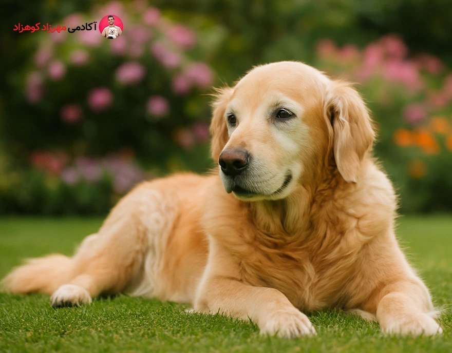چگونه سگ بالغ را به دستشویی عادت دهیم